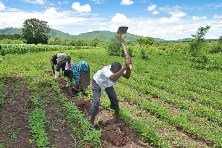 Sustainable Agriculture: Practices That Benefit the Environment