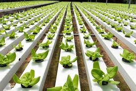 The Future of Farming: Innovations, Challenges, and Opportunities