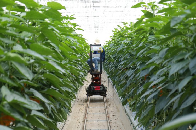Smart Farming in Africa: Smart farming can feed Africa and grow its wealth.