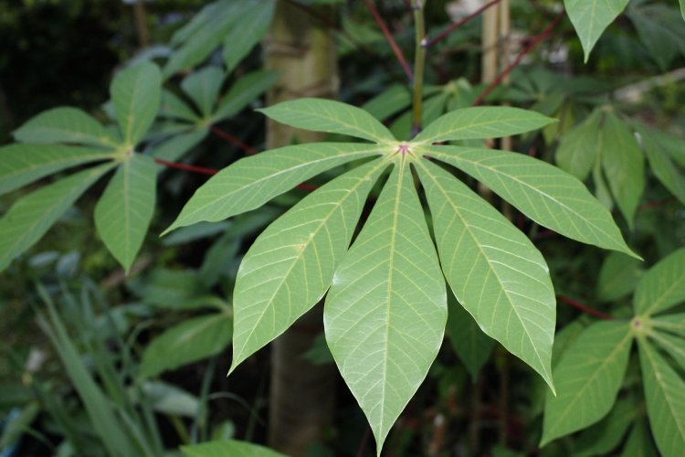 Could Cassava Be Your 2025 Game-Changer? Discover Why This Super Crop Is Feeding the World and Filling Wallets Globally