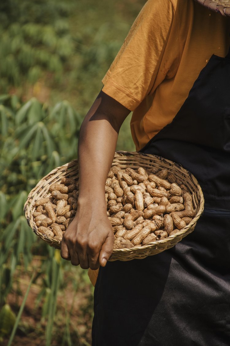 Can These Game-Changing Cassava Processing Secrets Skyrocket Your Success?