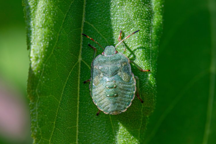 Is Your Cassava Farm Under Attack? Master Pest Control with These Expert Strategies!